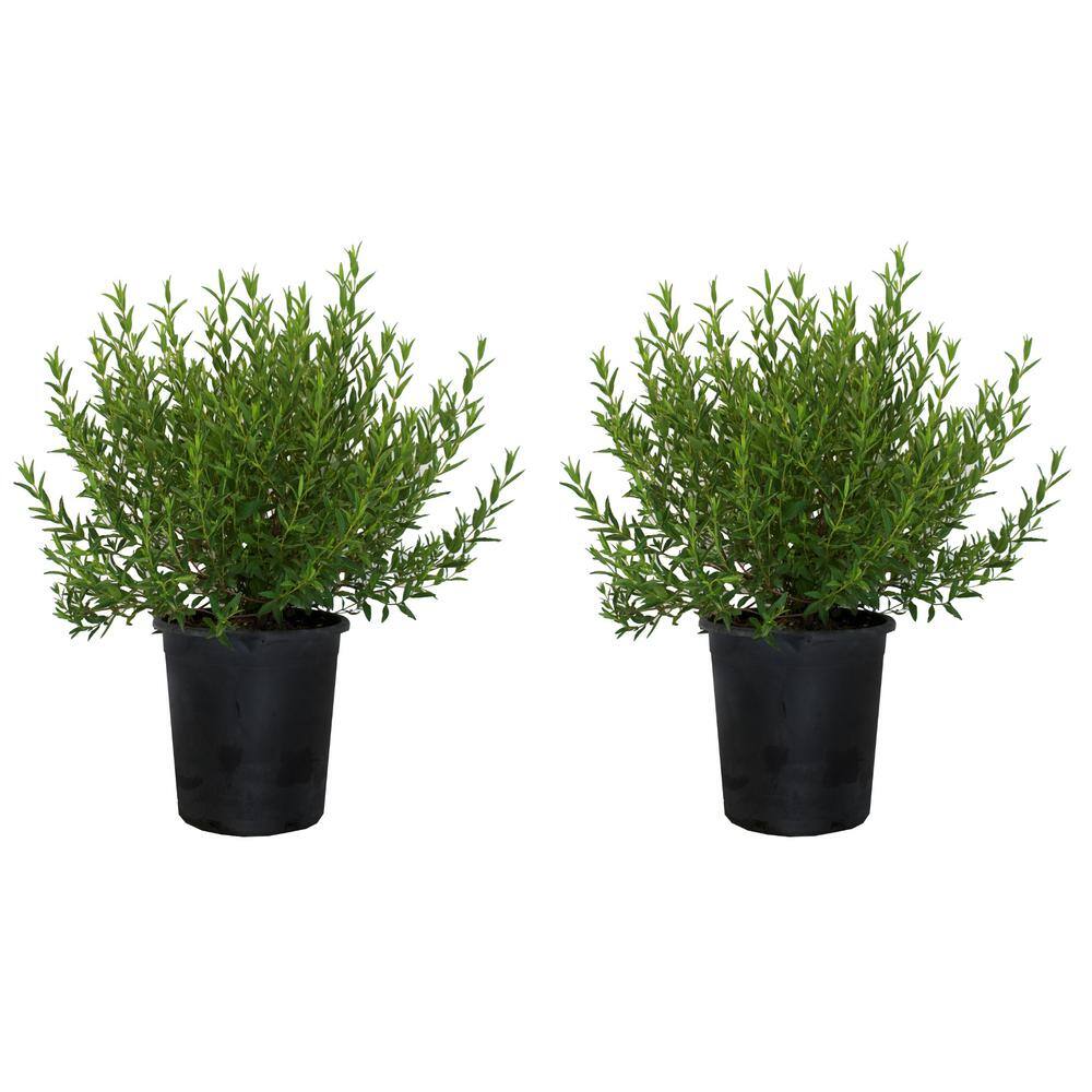 #5 Container Crimson-Spot Rock Rose Shrub(2-Pack) - Hercitys