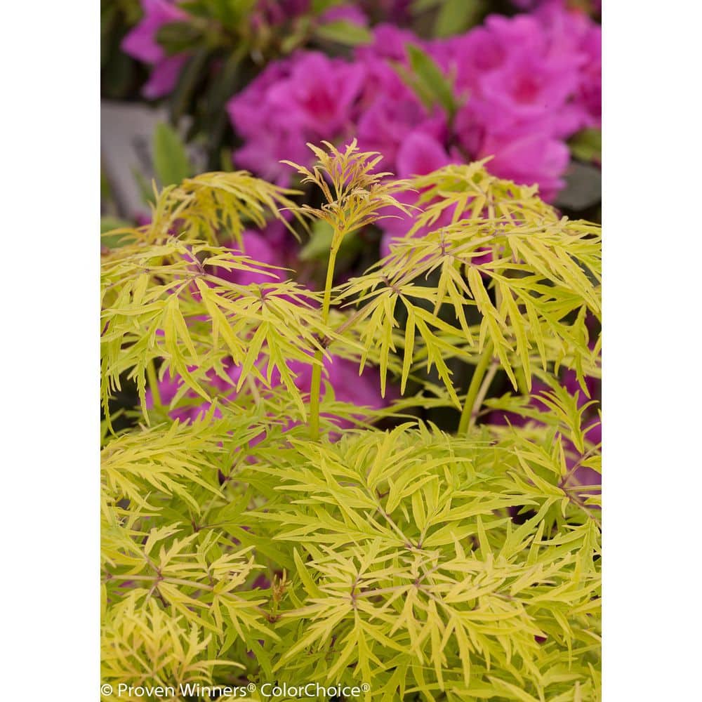 2 Gal. Lemony Lace Elderberry (Sambucus) Bright Yellow Foliage and White Flowers, Fall Red Berries - Hercitys