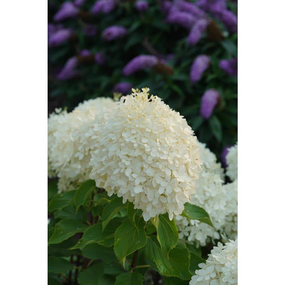 4.5 in. qt. Puffer Fish Panicle Hydrangea Plant (Hydrangea Paniculata) Live Flowering Shrub with White and Green Flowers - Hercitys