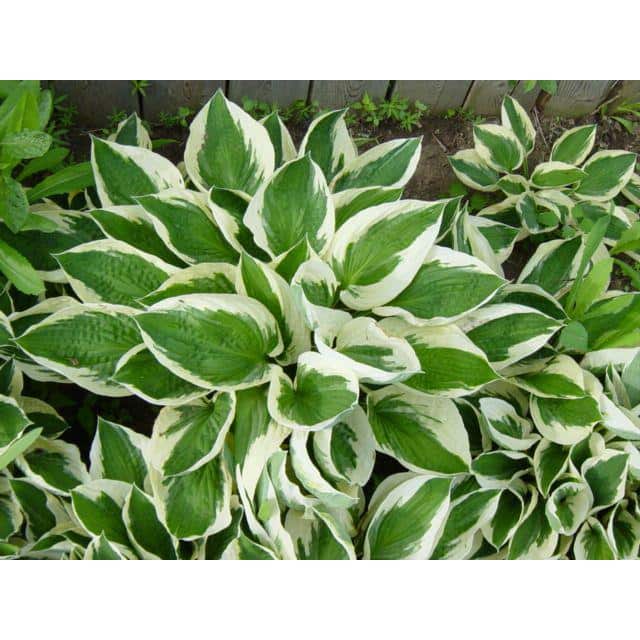 2.5 Qt. Variegated Hosta Live Perennial Plant - Hercitys