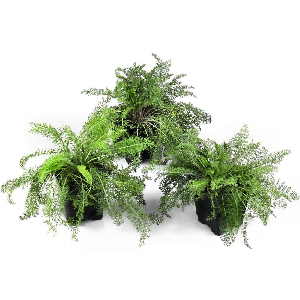 3.25 in. Achillea Desert Eve Yellow Perennial Plant (3-Piece) - Hercitys