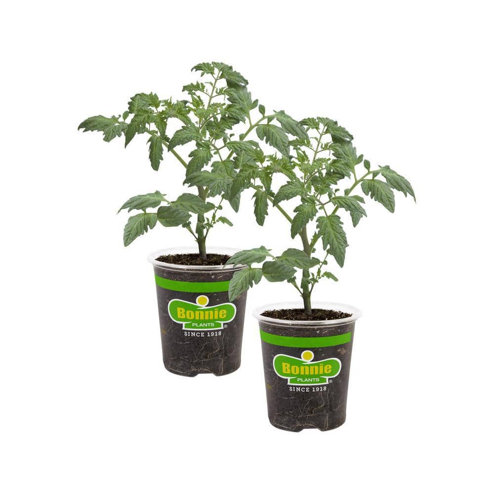 19 oz. Plum Roma Tomato Plant (2-Pack) - Hercitys