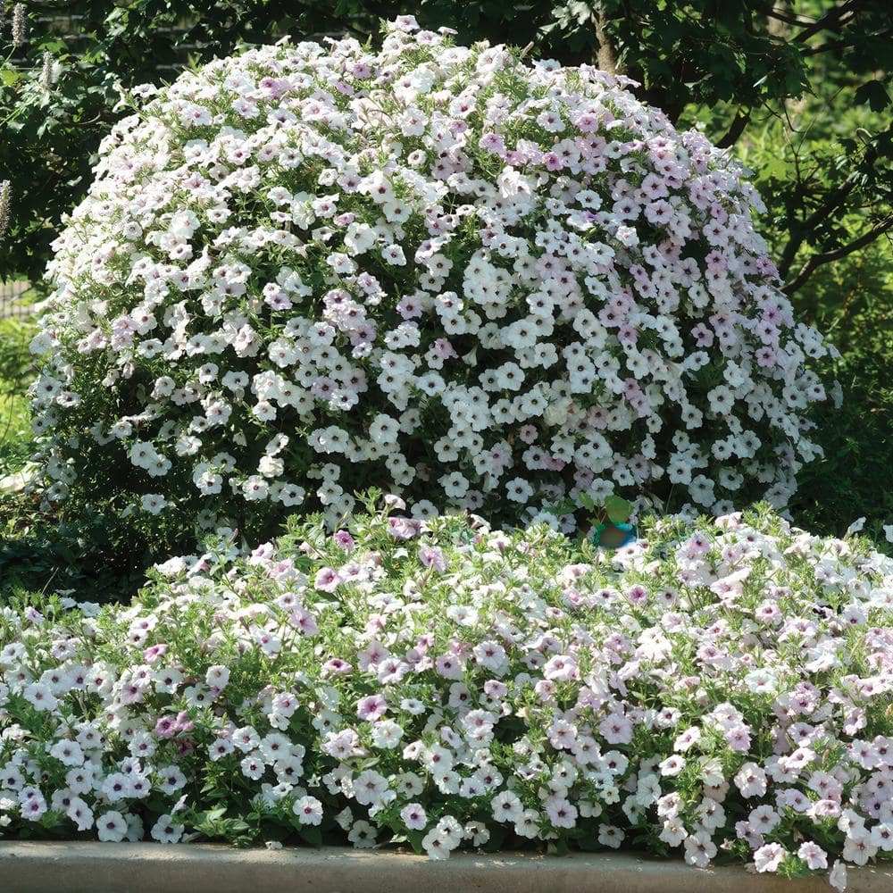 4 in. Silver Tidal Wave Petunia Annual Plant with Silver-White Flowers (3-Pack) - Hercitys