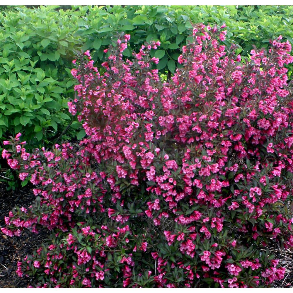 1 Gal. Wine and Roses Reblooming Weigela (Florida) Live Shrub, Pink Flowers and Dark Purple Foliage - Hercitys
