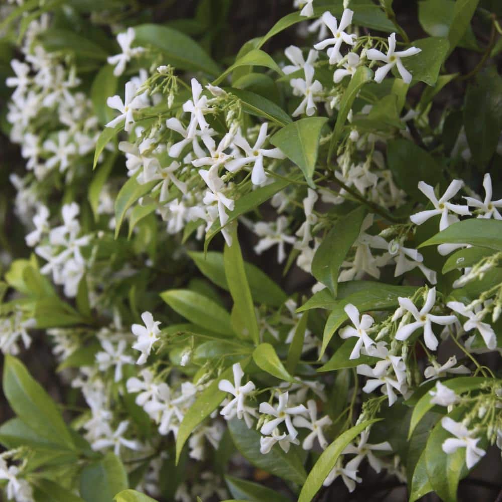 2.5 qt. Jasmine Confederate Flowering Shrub with White Flowers - Hercitys