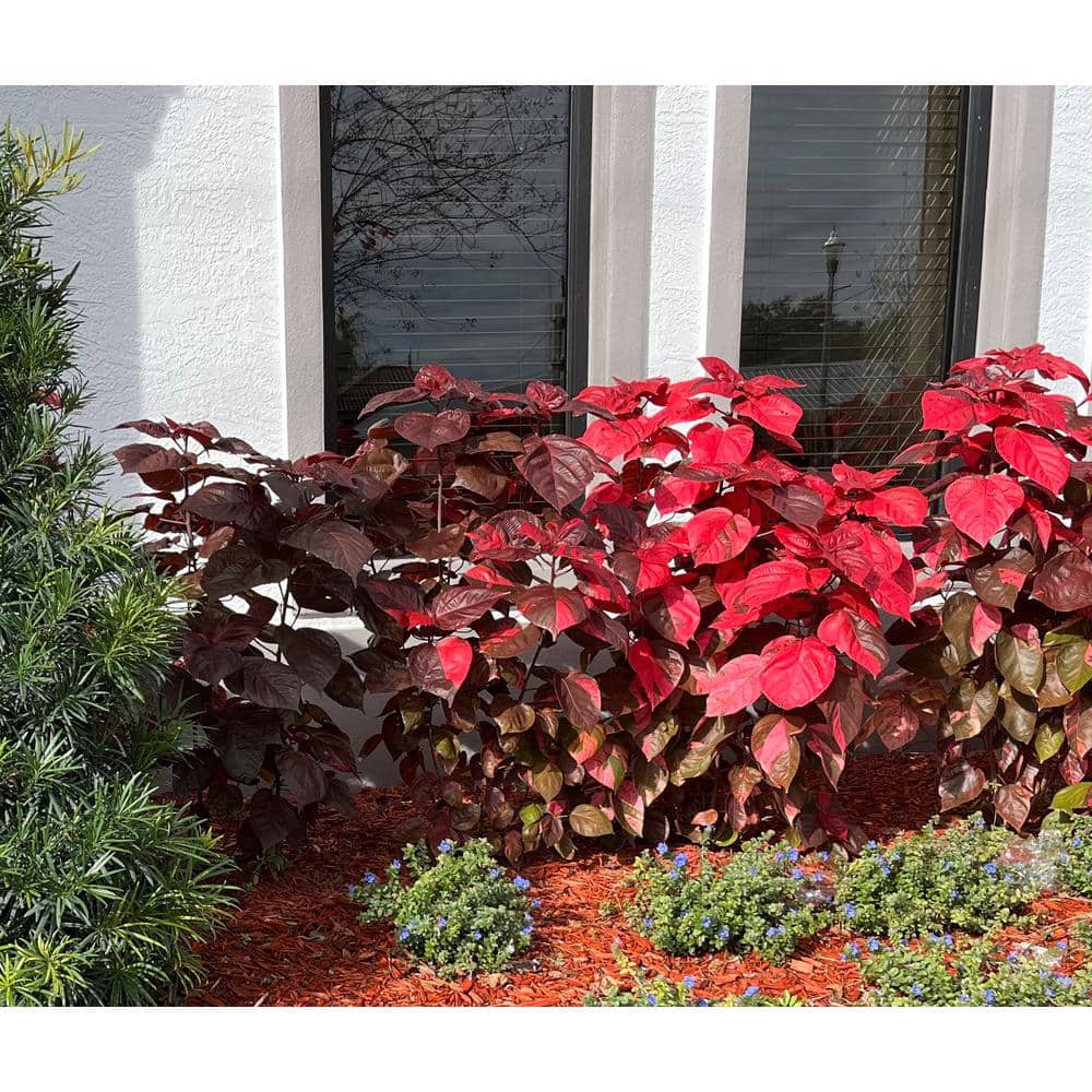 3 Gal. Red Copper Plant Non Flowering Shrub - Hercitys