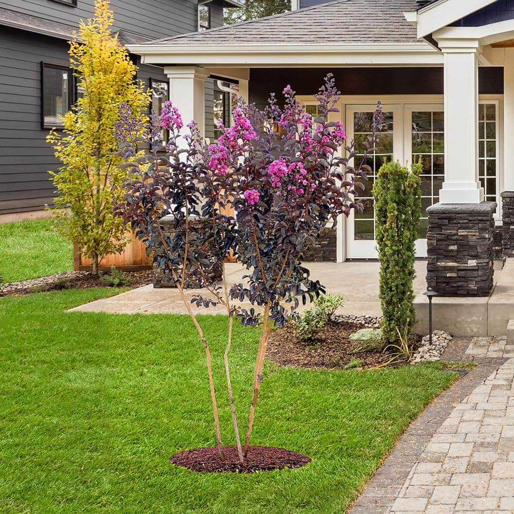 3 Gal. Purely Purple Crape Myrtle Tree - Hercitys