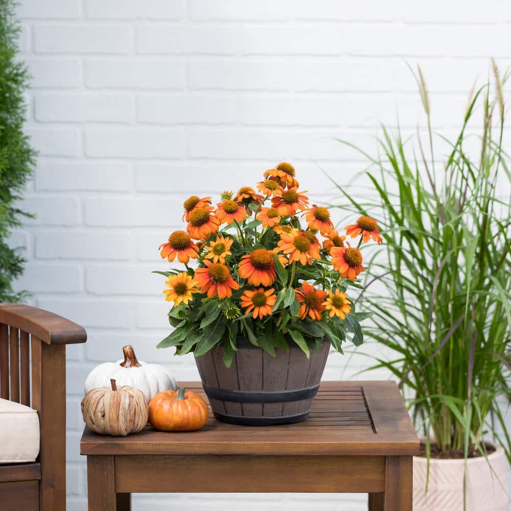 1 Gal. Sombrero Adobe Orange Echinacea Cone Flower Napa Barrel Planter Perennial Plant (1-Pack) - Hercitys