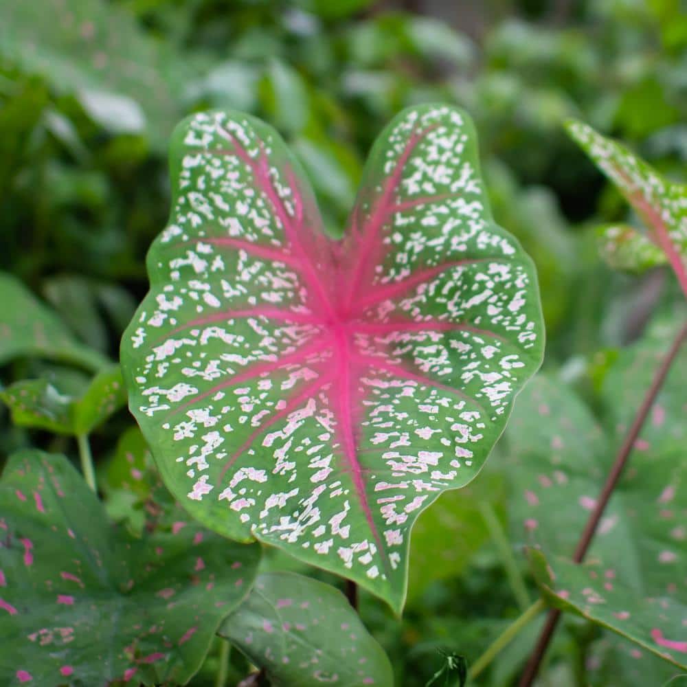 4 in. Caladium Party Punch Perennial Plant (3-Pack) - Hercitys
