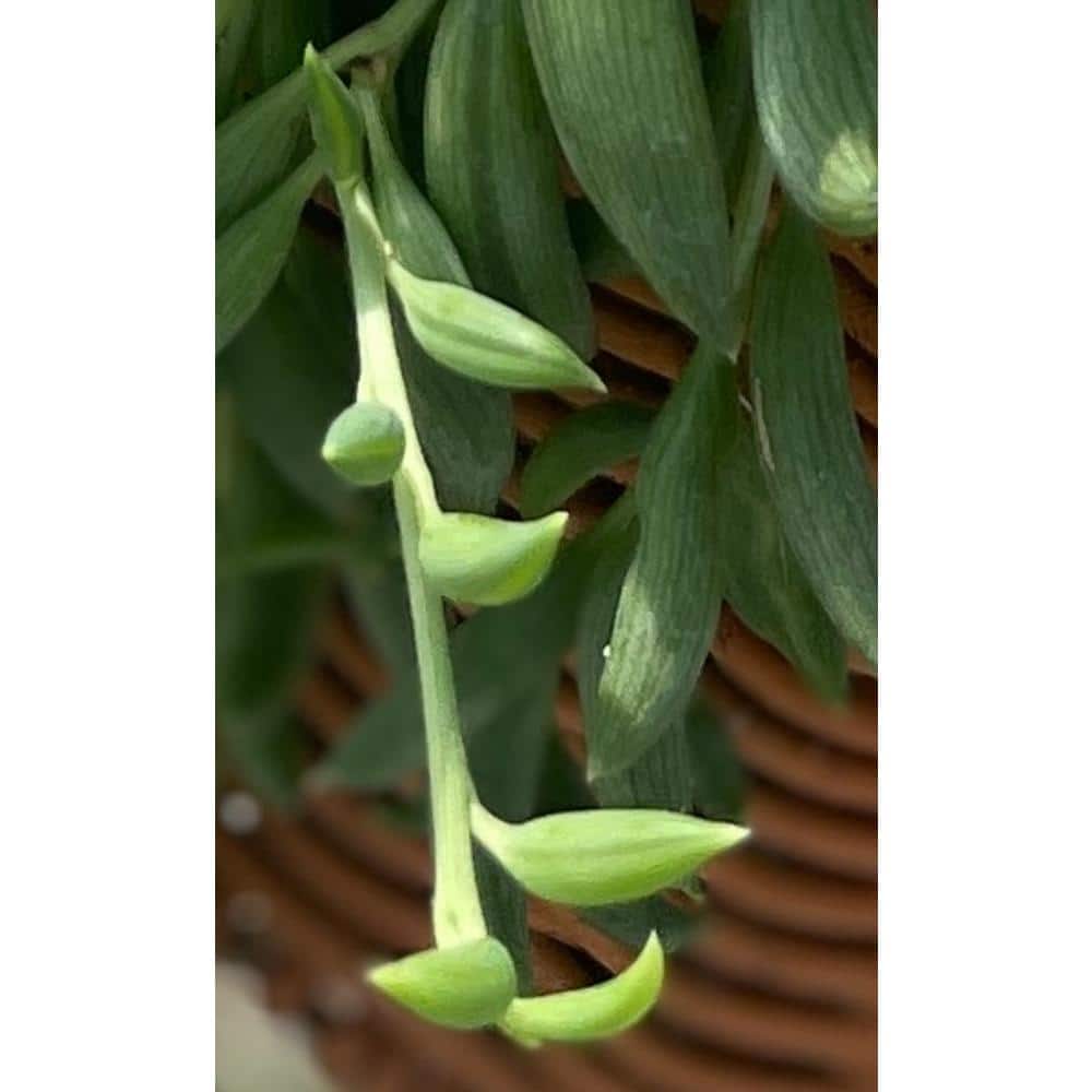 5 in. Senecio Radicans – String of Bananas with White Flowers, Succulent Plants in Grower Hanging Pot - Hercitys