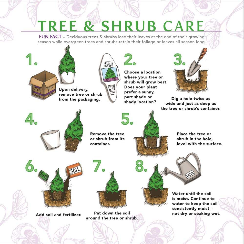 3 Gal. Sunshine Ligustrum Golden Privet Live Shrub with Golden-Yellow Foliage (1-Pack) - Hercitys