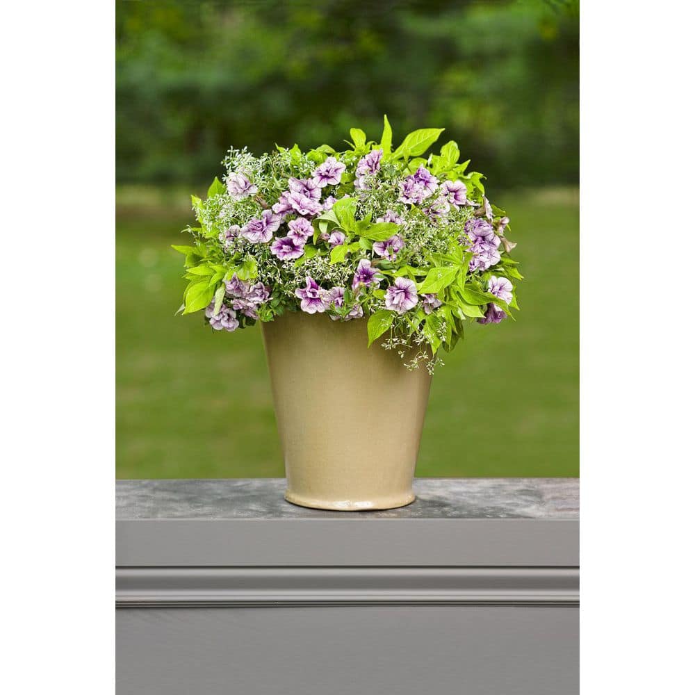 4.25 in. Eco+Grande, Supertunia Priscilla (Petunia) Live Plant, Purple Flowers (4-Pack) - Hercitys