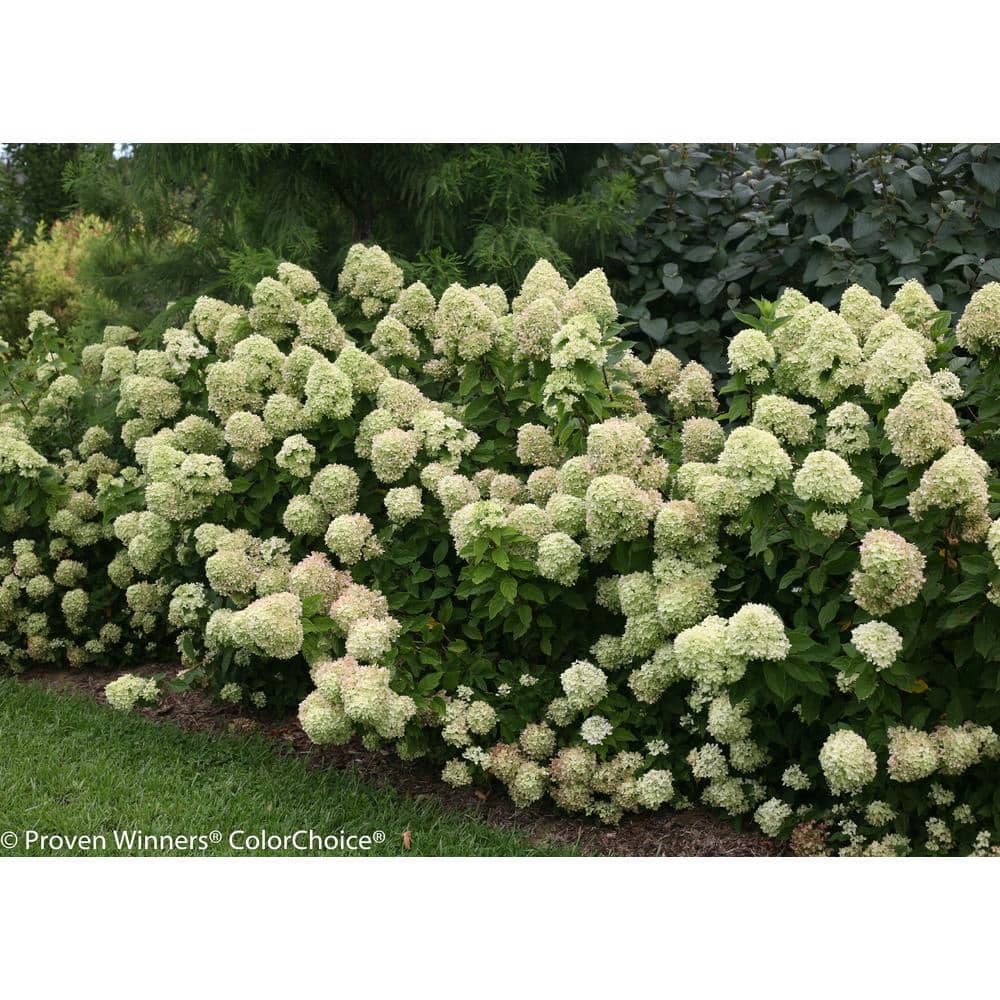 4.5 in. Qt. Little Lime Hardy Hydrangea (Paniculata) Live Shrub, Green to Pink Flowers - Hercitys