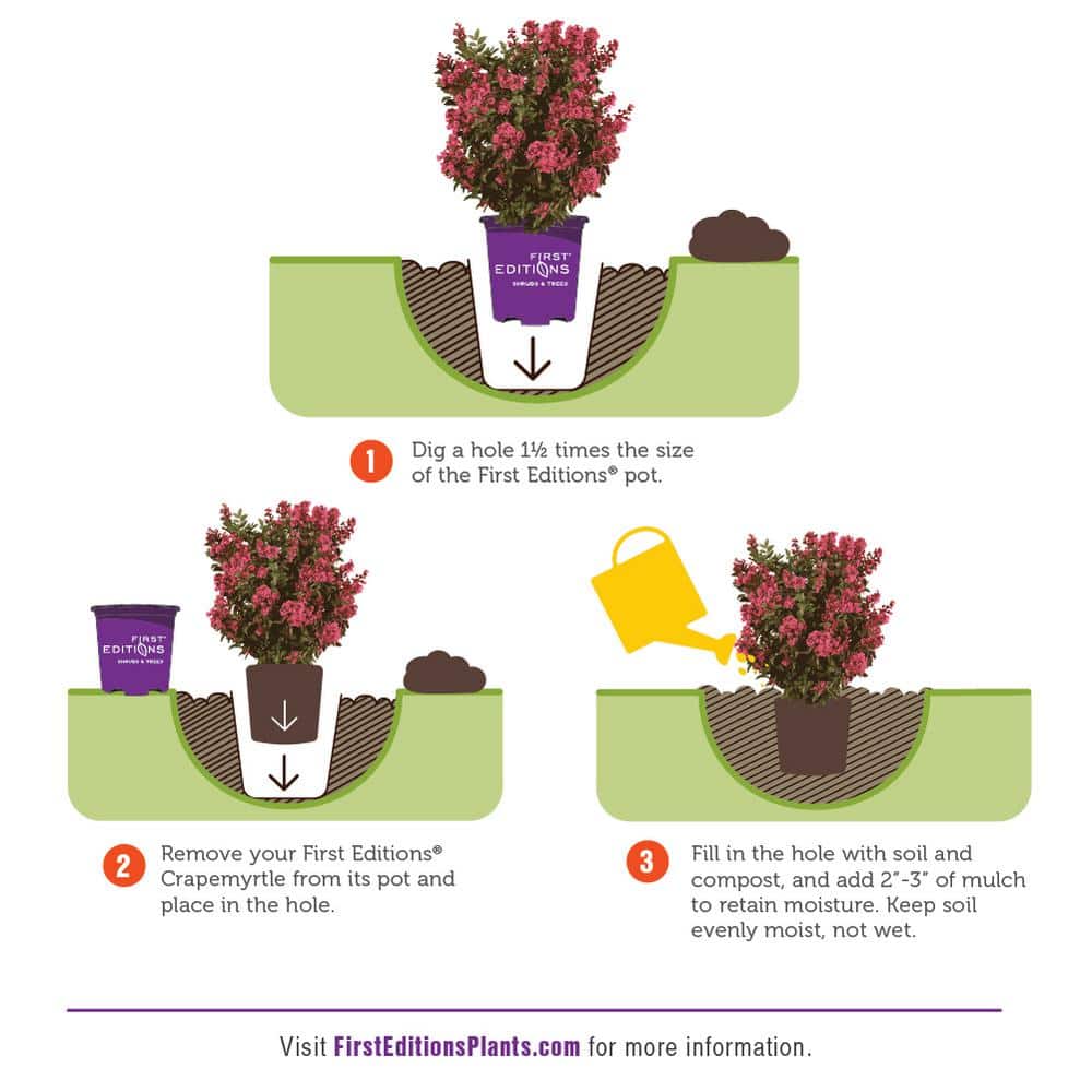 3 Gal. Ruffled Red Magic Crape Myrtle Flowering Shrub with Red Flowers - Hercitys