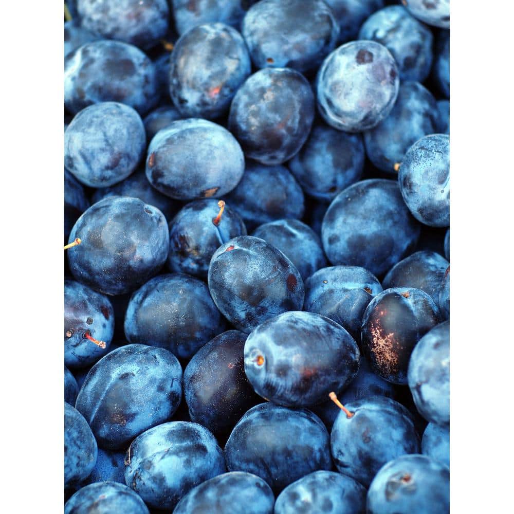 3 ft. Italian Semi Dwarf Plum Tree with Excellent Fresh Eating Purple Fruit - Hercitys