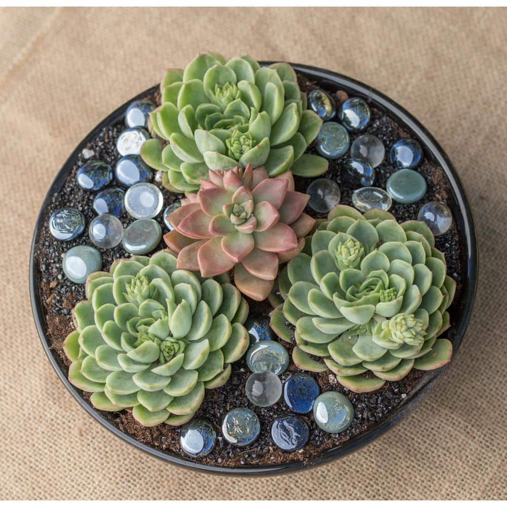 3.5 in. Echeveria Collection (9 PK) - Hercitys