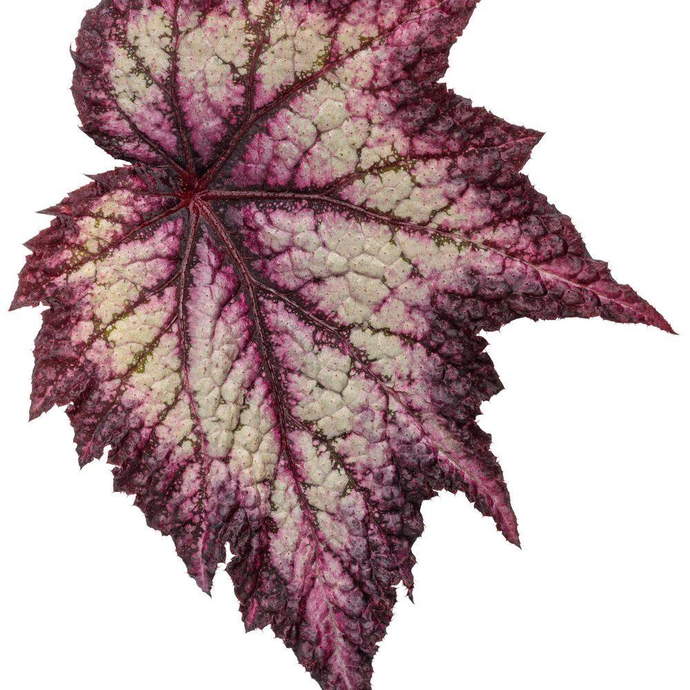 4.25 in. Eco+ Grande Space Age Europa Begonia (Begonia rex) Live Annual Plant with Black and Silver Foliage 4-Pack - Hercitys