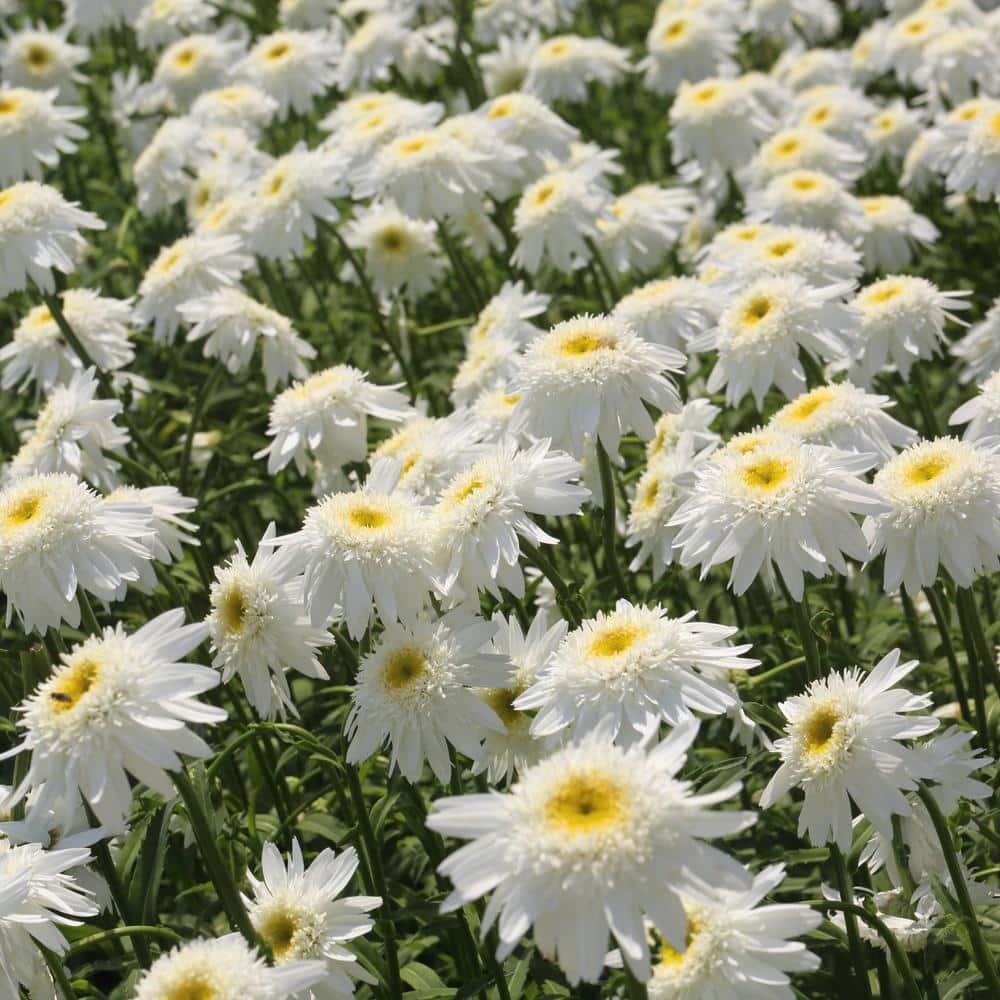 2.5 in. Shasta Daisy Carpet Angel Plant (3-Pack) - Hercitys
