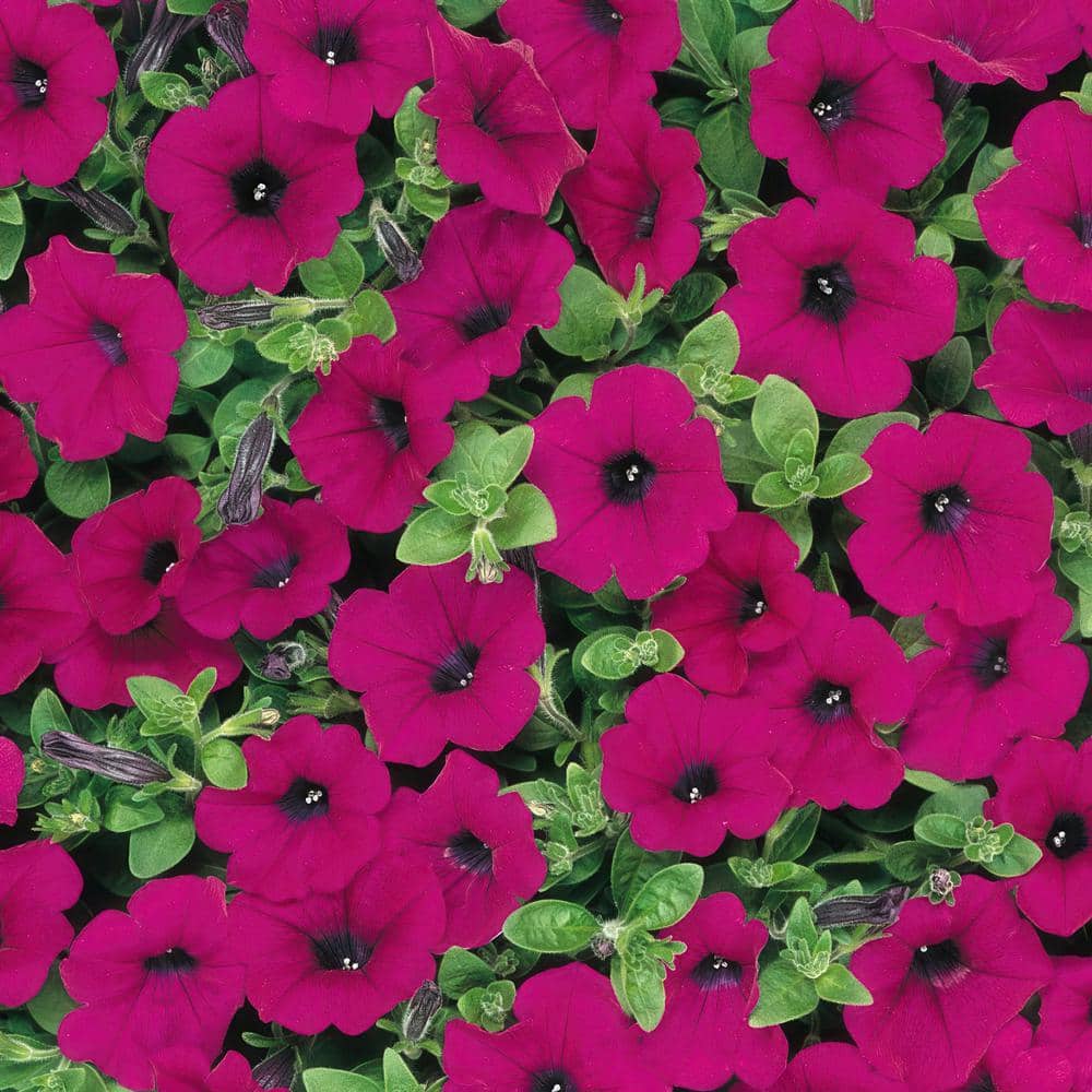 4 in. Purple Classic Wave Petunia Annual Plant with Purple Flowers (3-Pack) - Hercitys