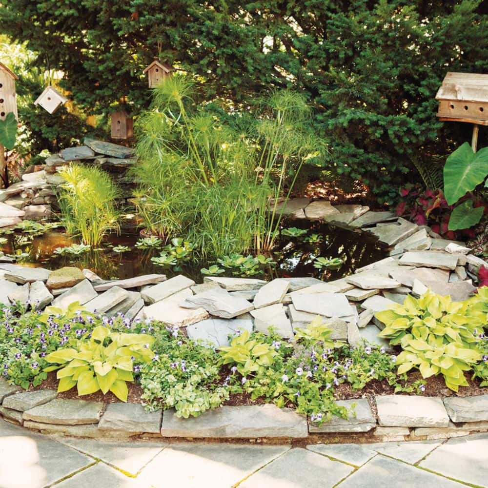 4.5 in. Qt. Graceful Grasses Queen Tut Dwarf Papyrus (Cyperus Prolifer) Live Annual Plant with Green Foliage - Hercitys