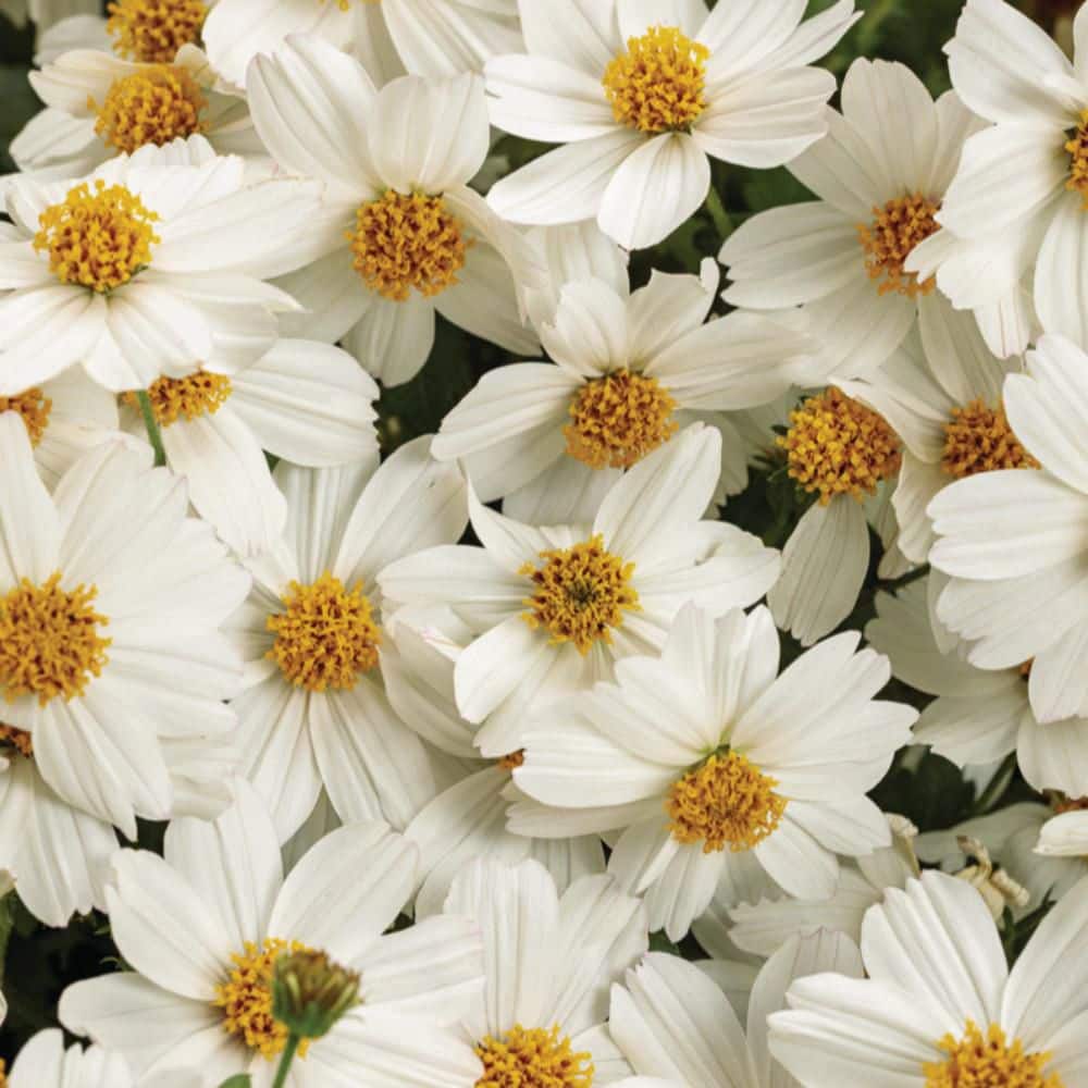 4.25 in. Eco+ Grande Campfire Marshmallow Apache Beggarticks (Bidens Hybrid) Live Annual Plant with White Flowers 4-Pack - Hercitys