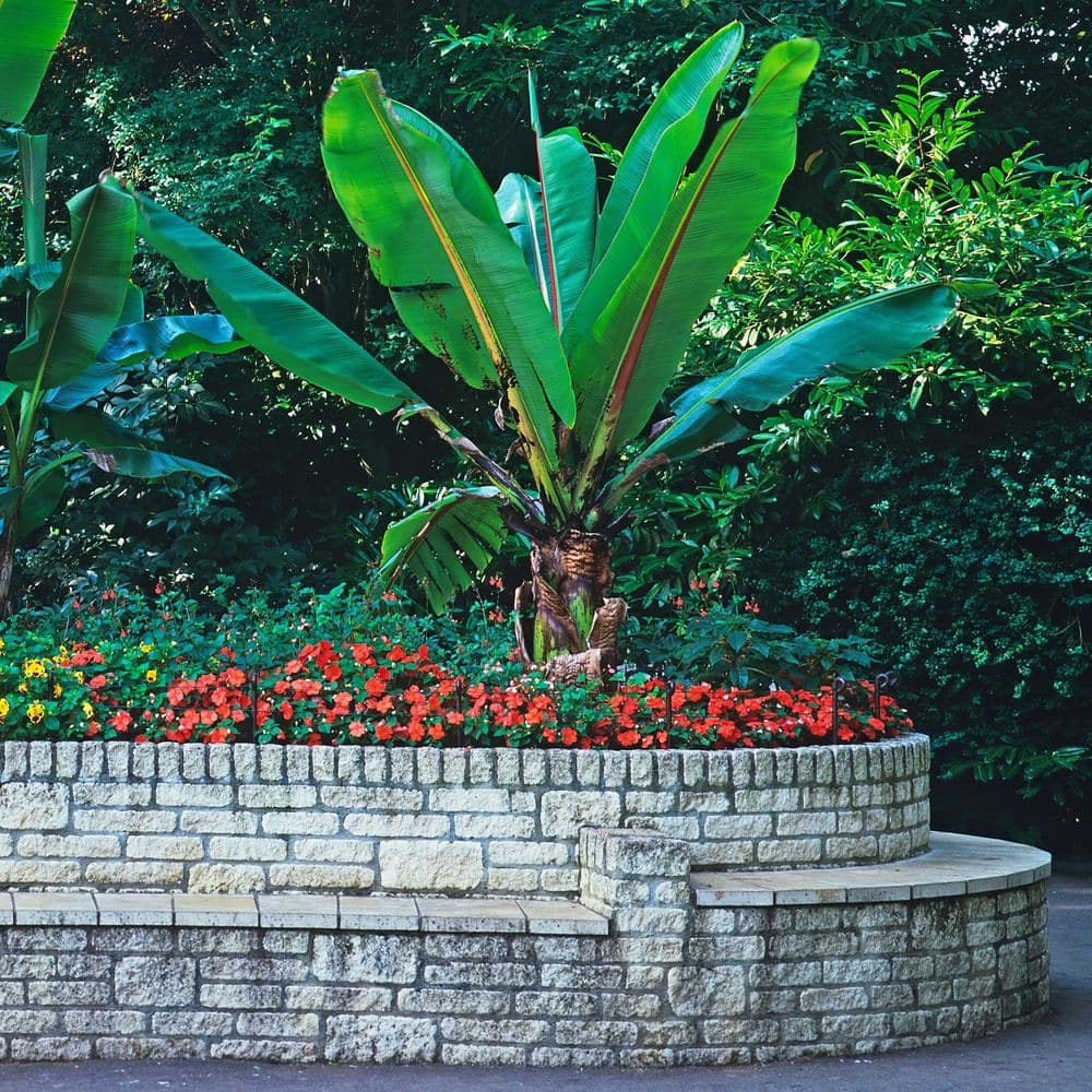 4 in. SunPaitens Compact Electric Orange Plant with Orange Flowers (3-Pack) - Hercitys