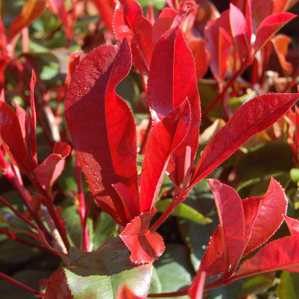 2.25 gal. Photinia Dynamo Red Shrub with White Flowers - Hercitys