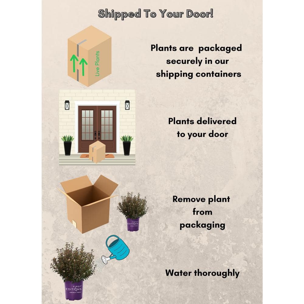 2 Gal. Little Devil Ninebark Shrub with Dark Foliage - Hercitys