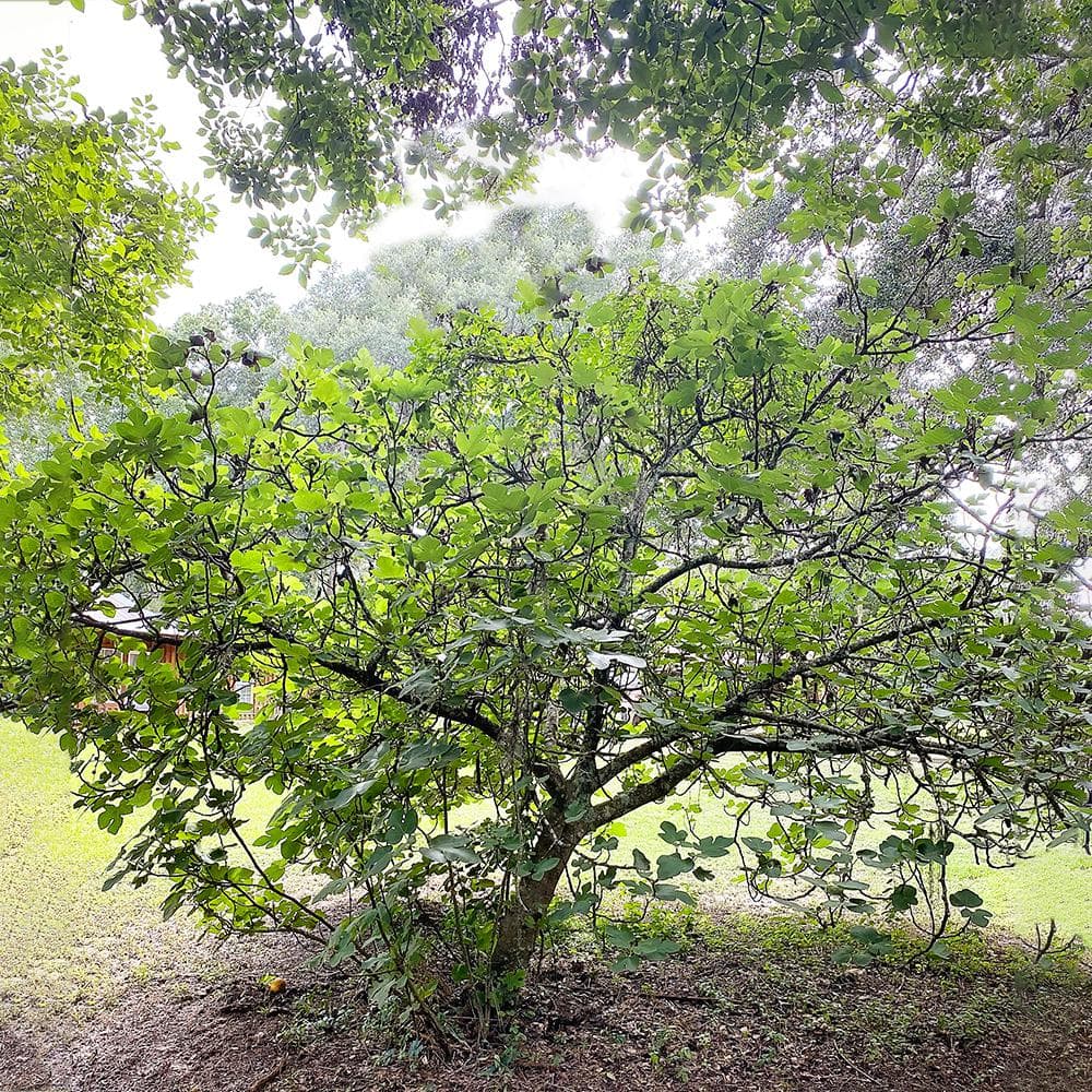 5 Gal. Brown Turkey Fig Tree - Hercitys