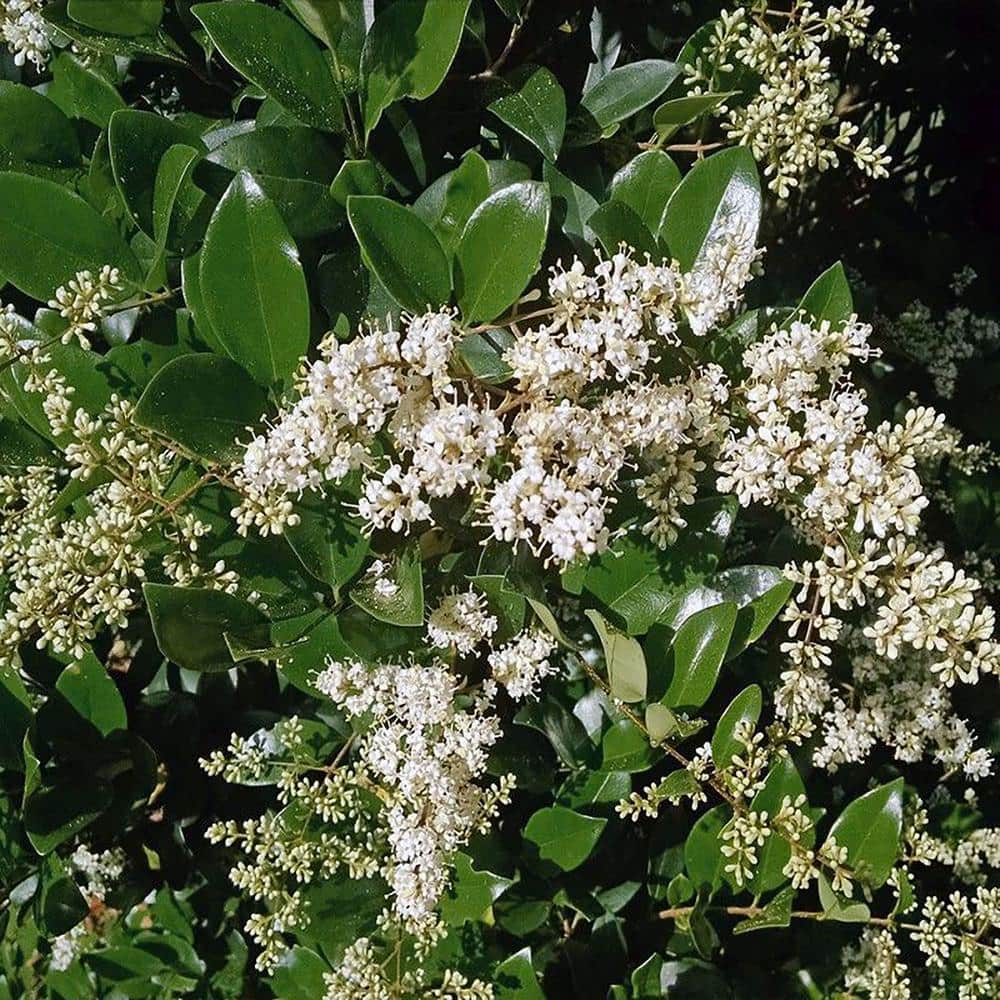 2.25 Gal. Ligustrum Recurvifolium Privet Shrub - Hercitys