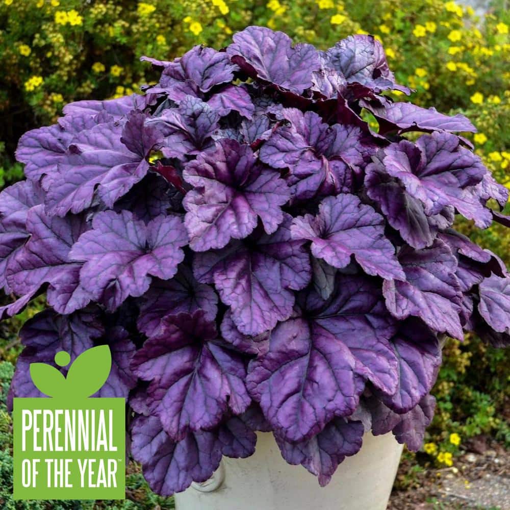 4.5 in. Qt. Dolce Wildberry Coral Bells (Heuchera) Live Plant in White Flowers and Purple Foliage - Hercitys