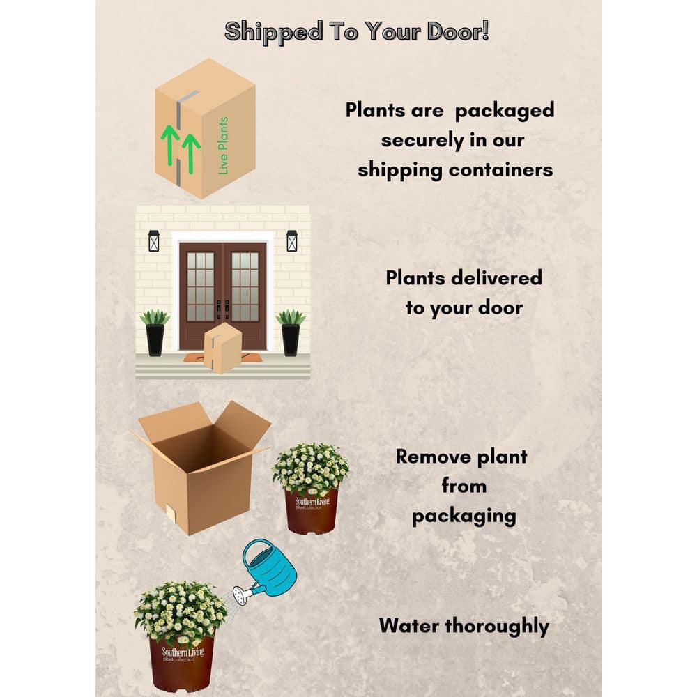 2.6 qt. White Little Lucky Lantana Plant with White and Yellow Blooms - Hercitys