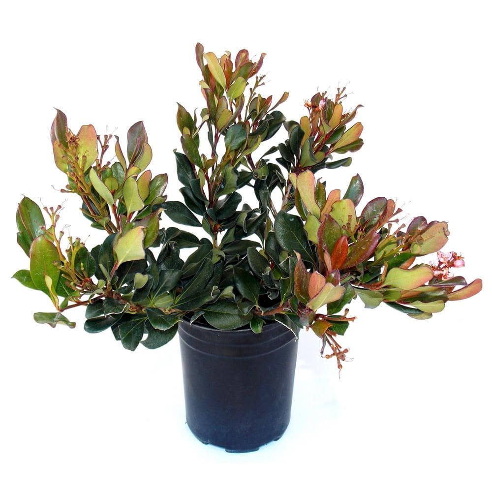 2.5 qt. Indian Hawthorne Bay Breeze - Hercitys