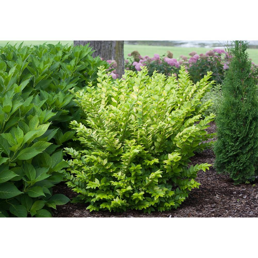 1 Gal. Golden Ticket Privet (Ligustrum) Live Shrub, White Flowers and Yellow Foliage - Hercitys