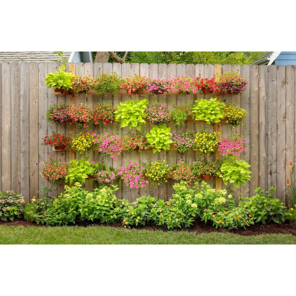 4-Pack, 4.25 in. Eco+Grande Supertunia Vista Paradise (Petunia) Live Plant, Pink Flowers - Hercitys