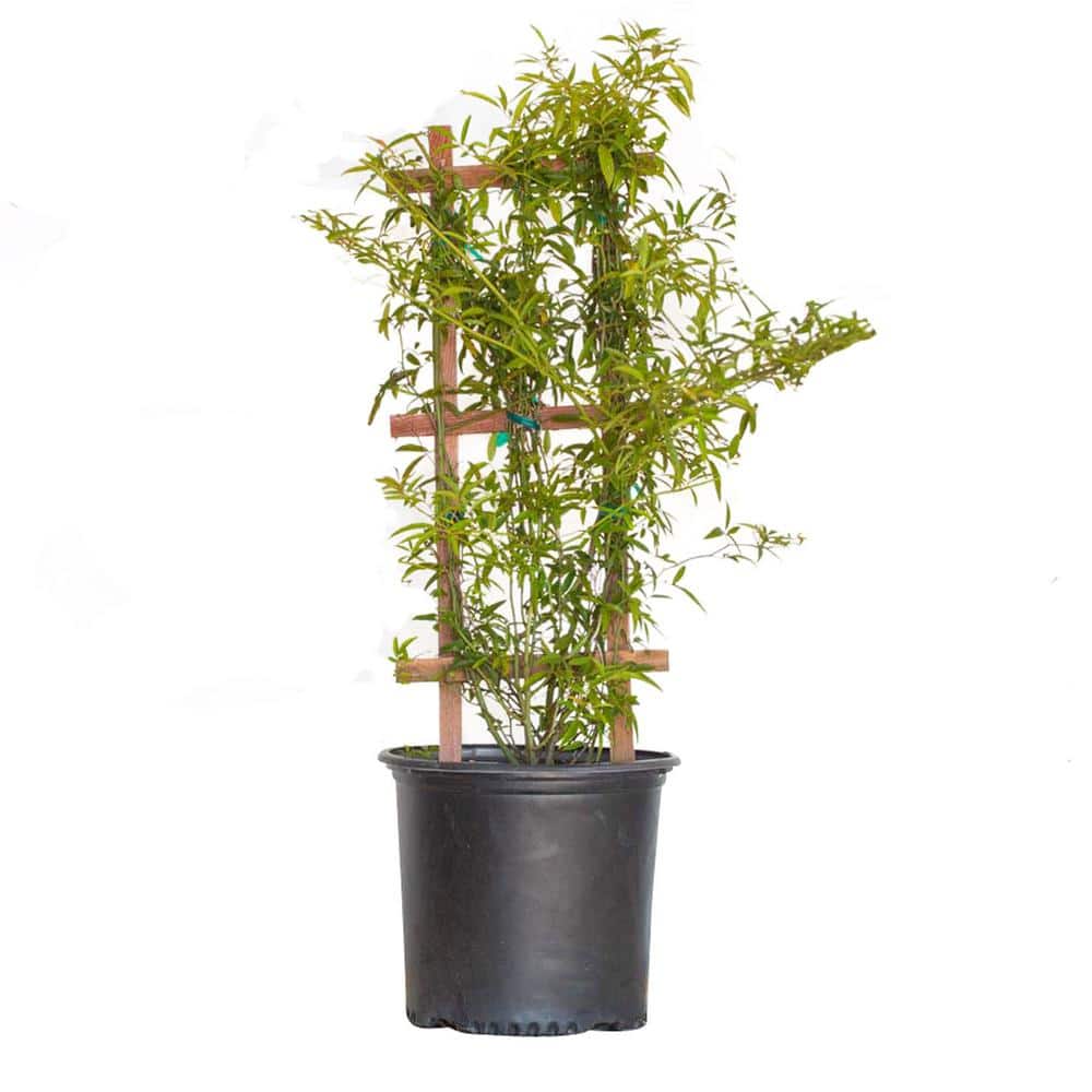 2.5 Gal. Rose Yellow Lady Banks, Live Thornless Vine Plant, Miniature Yellow Blooms - Hercitys