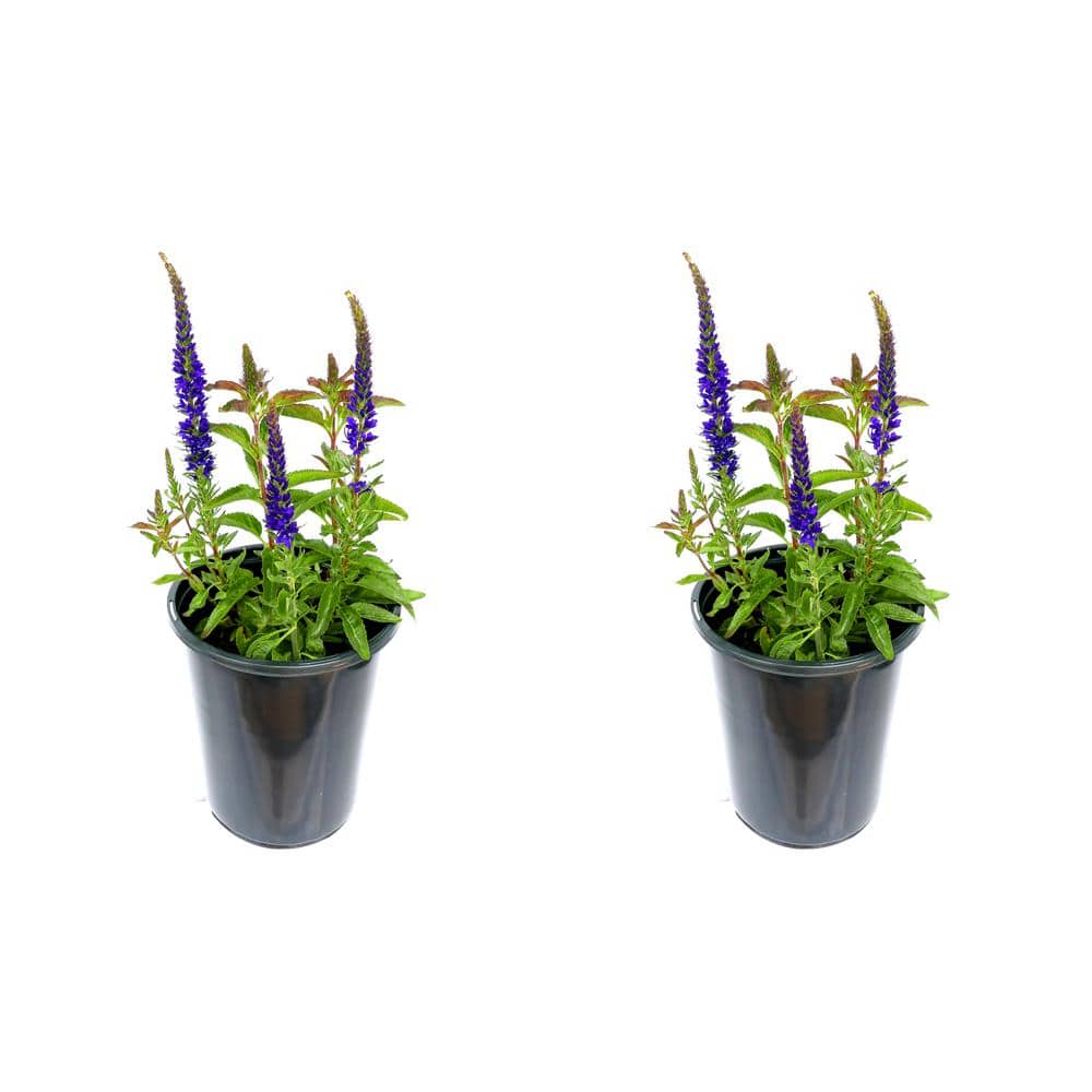 2.5 Qt. Perennial Salvia nemorosa Blue (2-Pack) - Hercitys