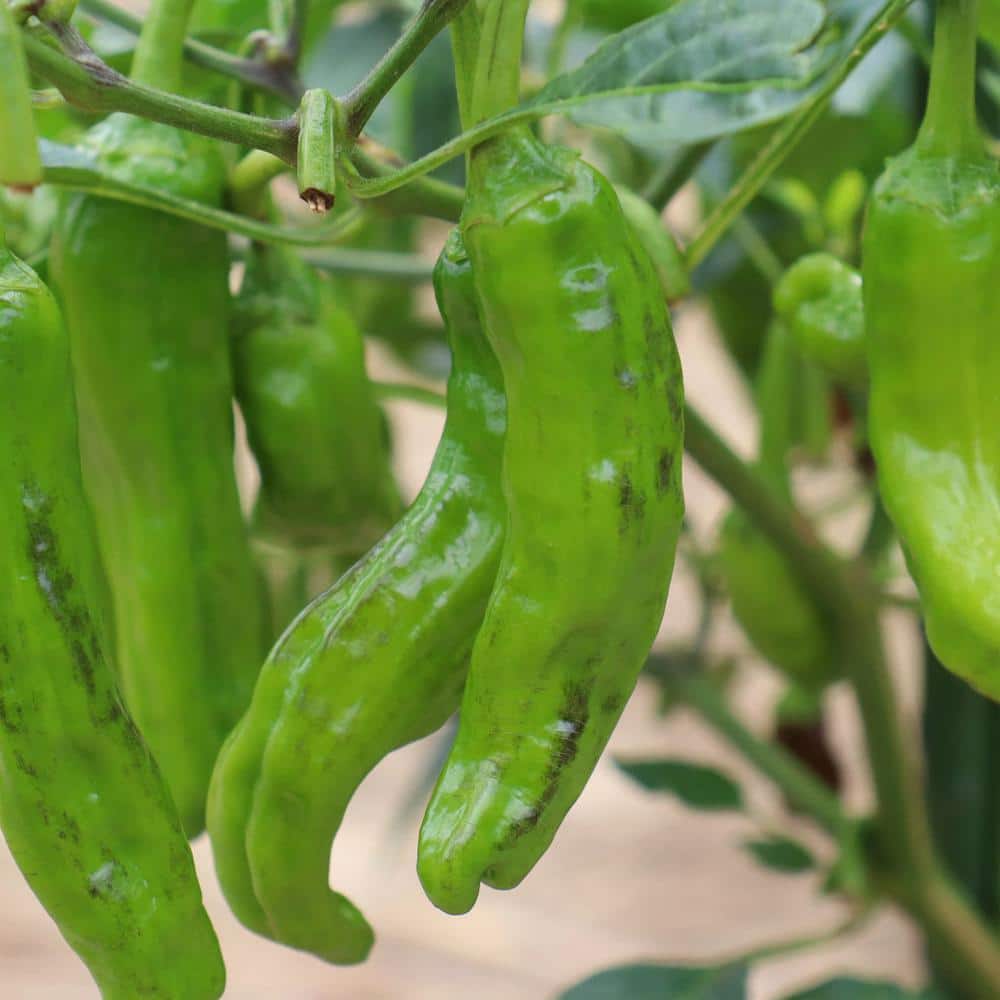 19.3 oz. Shishito Pepper (2-Pack) - Hercitys