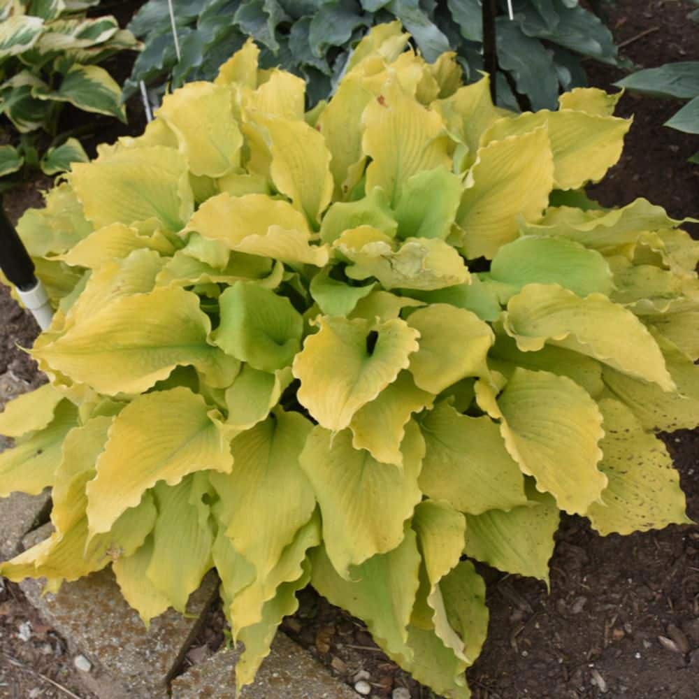 0.65 Gal. Shadowland Echo the Sun Hosta (Hosta Hybrid) Live Perennial Plant with Chartreuse Yellow Foliage - Hercitys