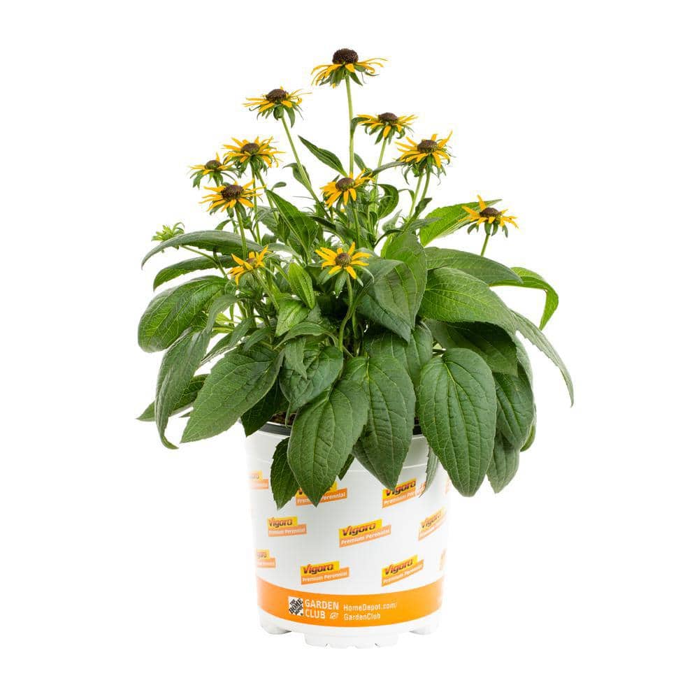 2 Qt. Yellow ‘Little Goldstar’ Rudbeckia Black Eyed Susan Perennial Plant (3-Pack) - Hercitys