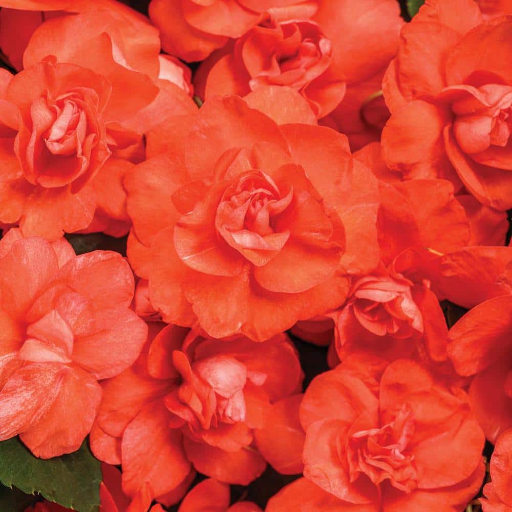 4.25 in. Eco  plus Grande Rockapulco Tropical Shades (Impatiens) Live Plant, Pink/ Orange Double Flowers (4-Pack) - Hercitys