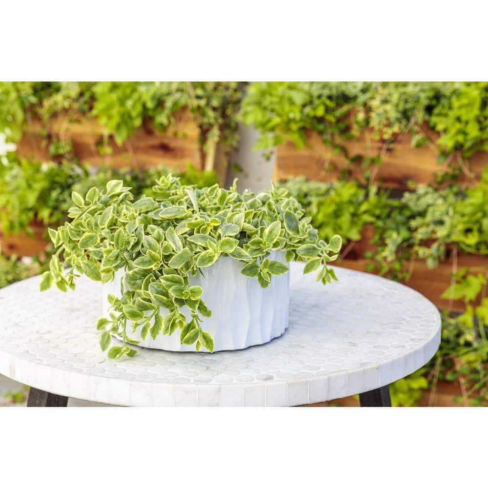 4.25 in. Eco+Grande Mezoo Trailing Red Livingstone Daisy (Mesembryanthe) Live Plant, Red Flowers (4-Pack) - Hercitys