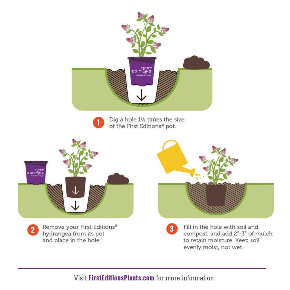 2 Gal. Jetstream Oakleaf Hydrangea Flowering Shrub with Beautiful White Aging to Pink Flowers - Hercitys