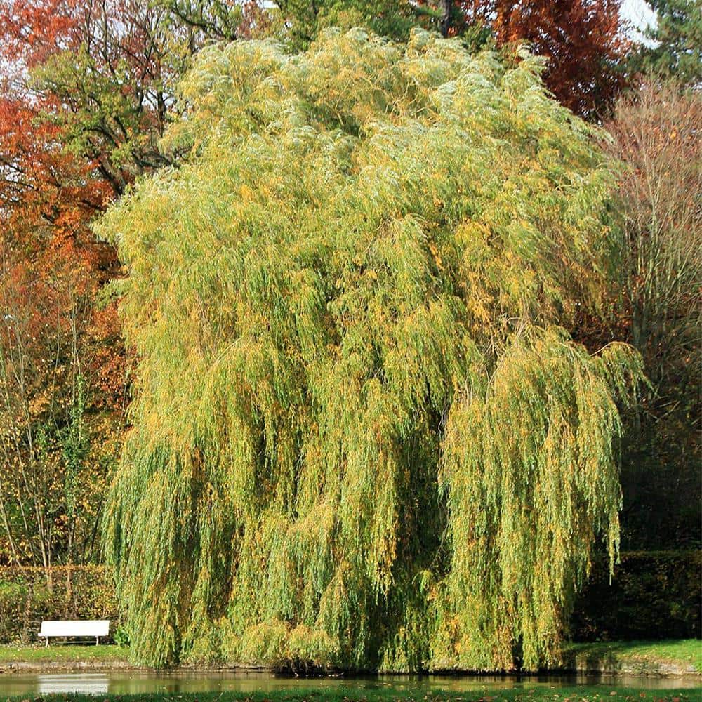 5 Gal. Weeping Willow Tree (2-Pack) - Hercitys