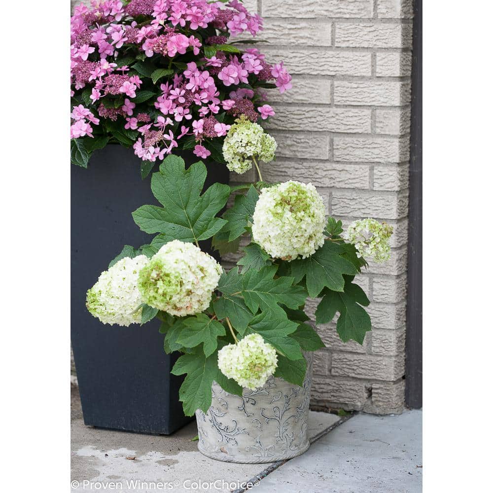 4.5 in qt. Gatsby Moon Oakleaf Hydrangea (Quercifolia) Live Shrub, White to Green Flowers - Hercitys