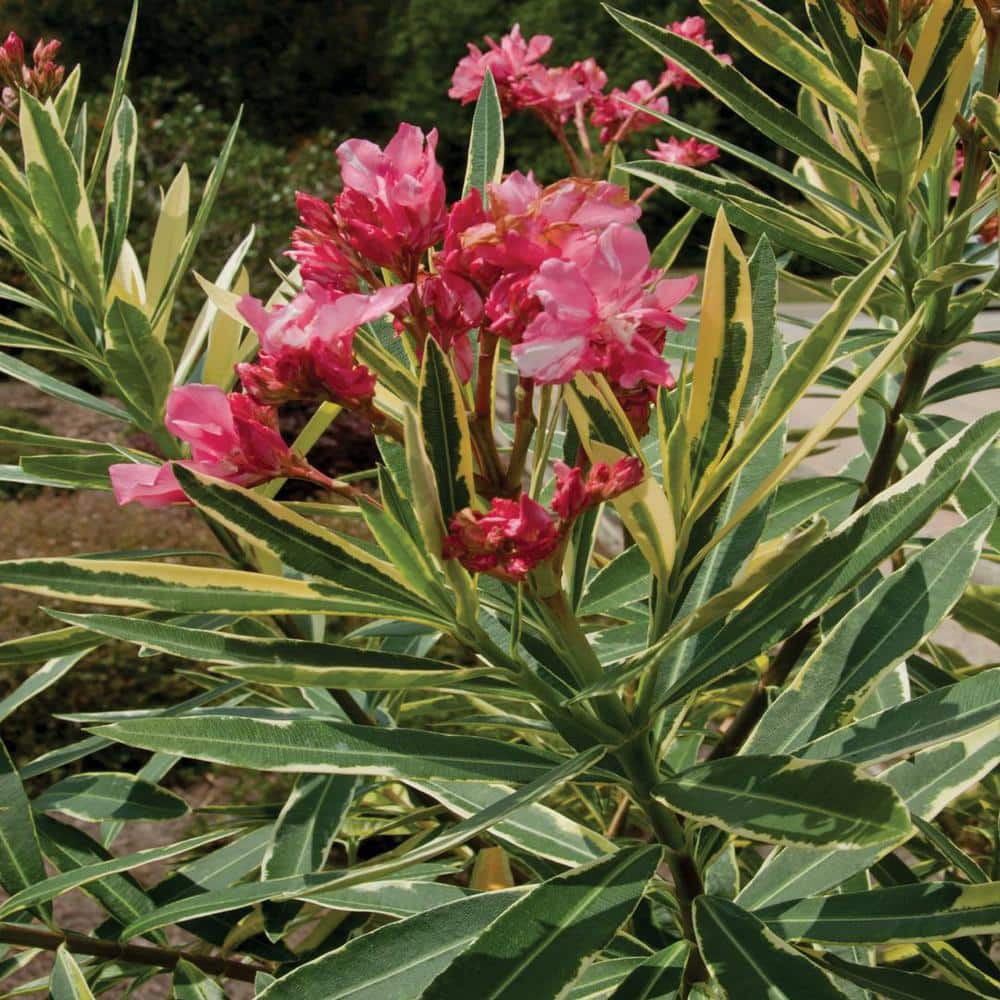 2 Gal. Twist of Pink Oleander, Evergreen Shrub, Green and White Variegated Foliage, Pink Blooms - Hercitys