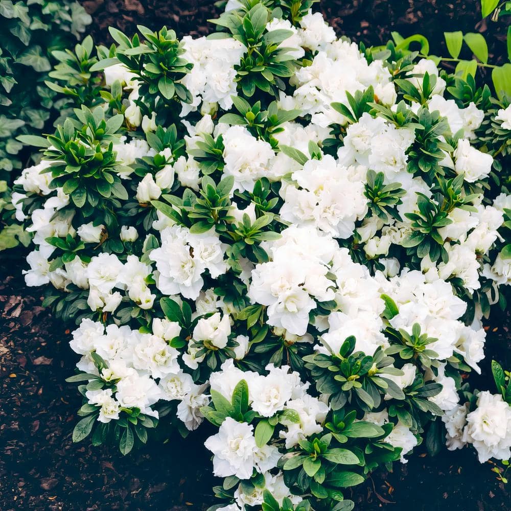 2.25 Gal. Azalea Hardy Gardenia Flowering Shrub with White Blooms - Hercitys