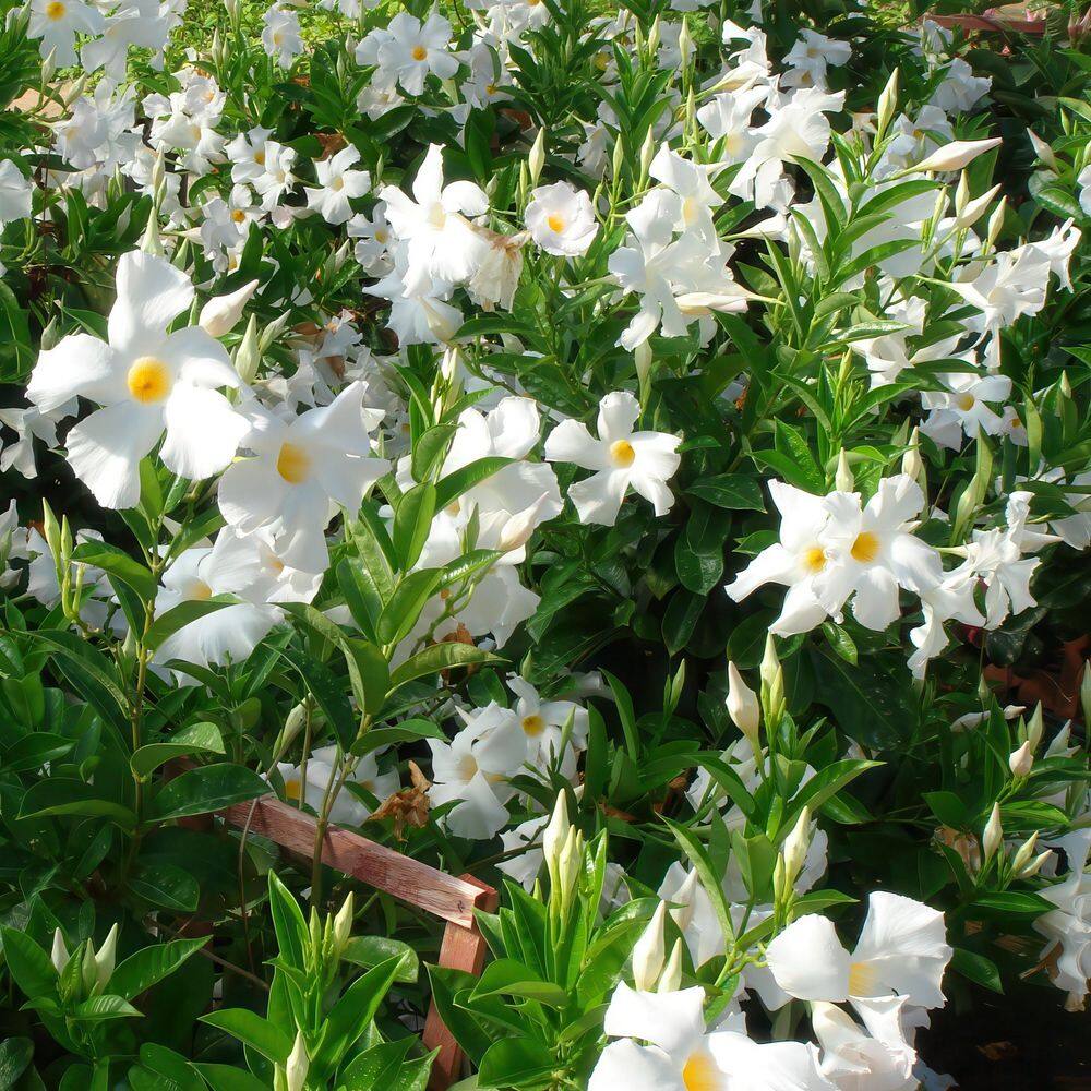 4 in. Mandevilla Plant with White Flowers (6-Pack) - Hercitys