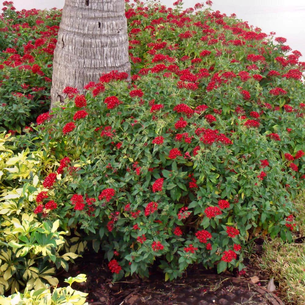 4 in. Lucky Star Red Pentas Plant (4-Piece) - Hercitys