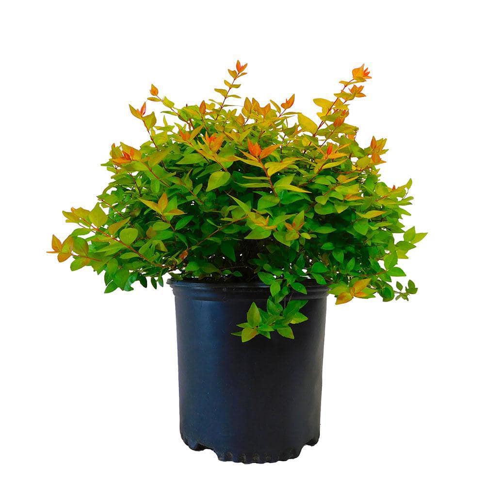 2.25 Gal. Canyon Creek Abelia Shrub with Pinkish-White Flowers - Hercitys